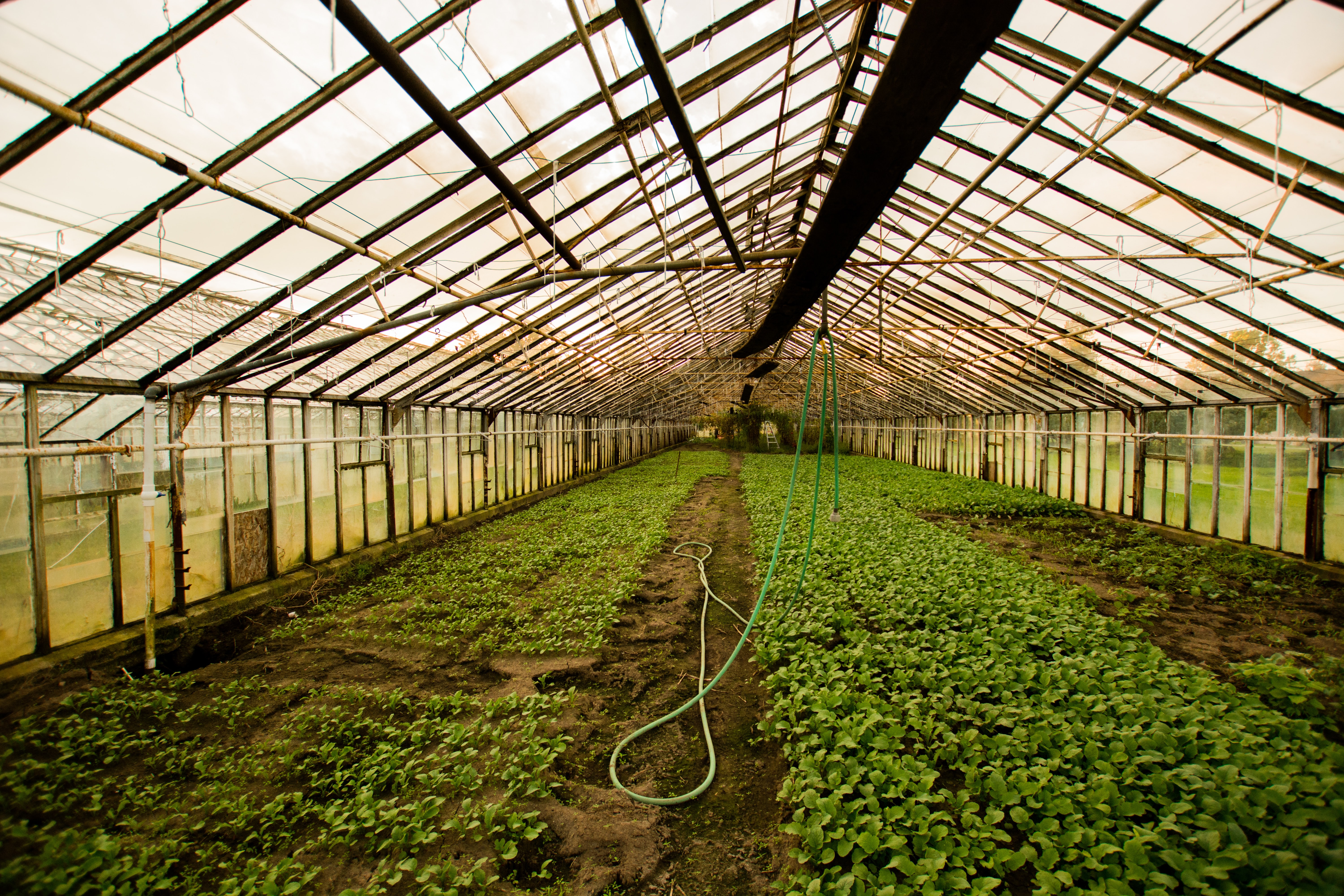 Serres horticoles